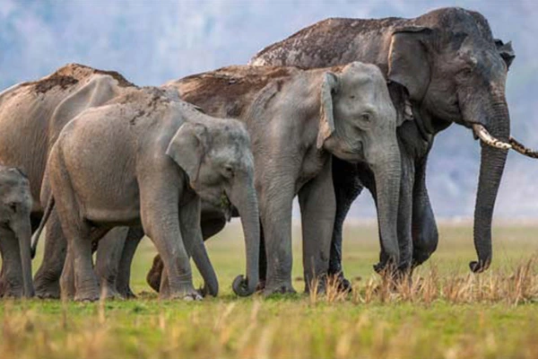 Rajaji National Park Rajaji National Park