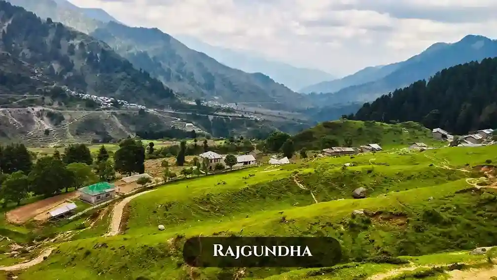 Rajgundha rajgundha